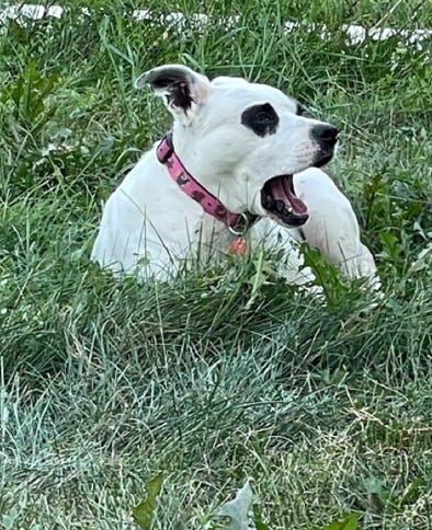 white pit bull with pink color and black eyepatches yawnin in the grass