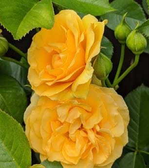Julia Child yellow rose
