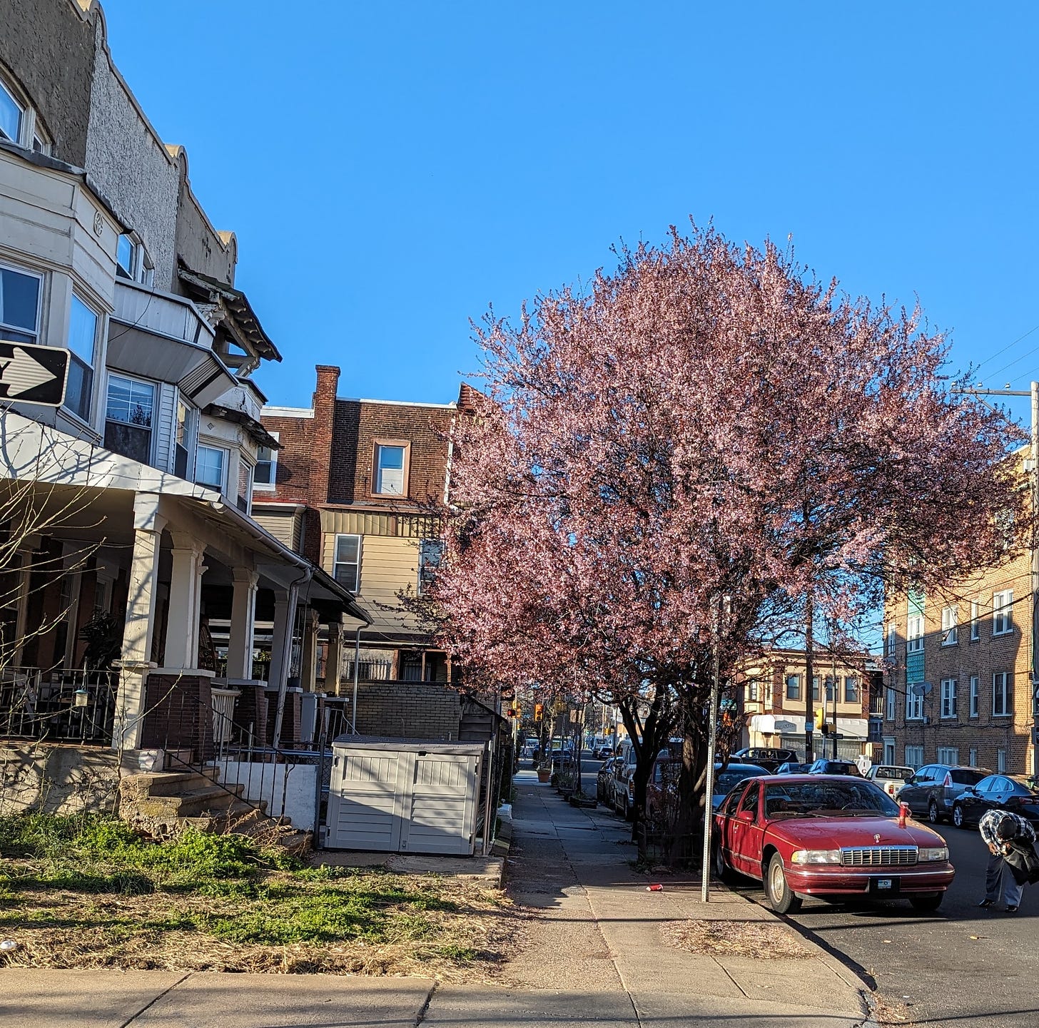 Blooming ornamental plum tree by the street