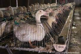 Normes minimales relatives aux palmipèdes destinés à la production de foie  gras