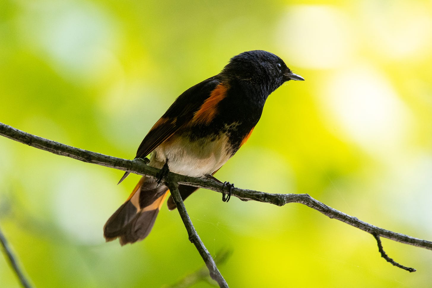 You will never see an American redstart looking more dignified