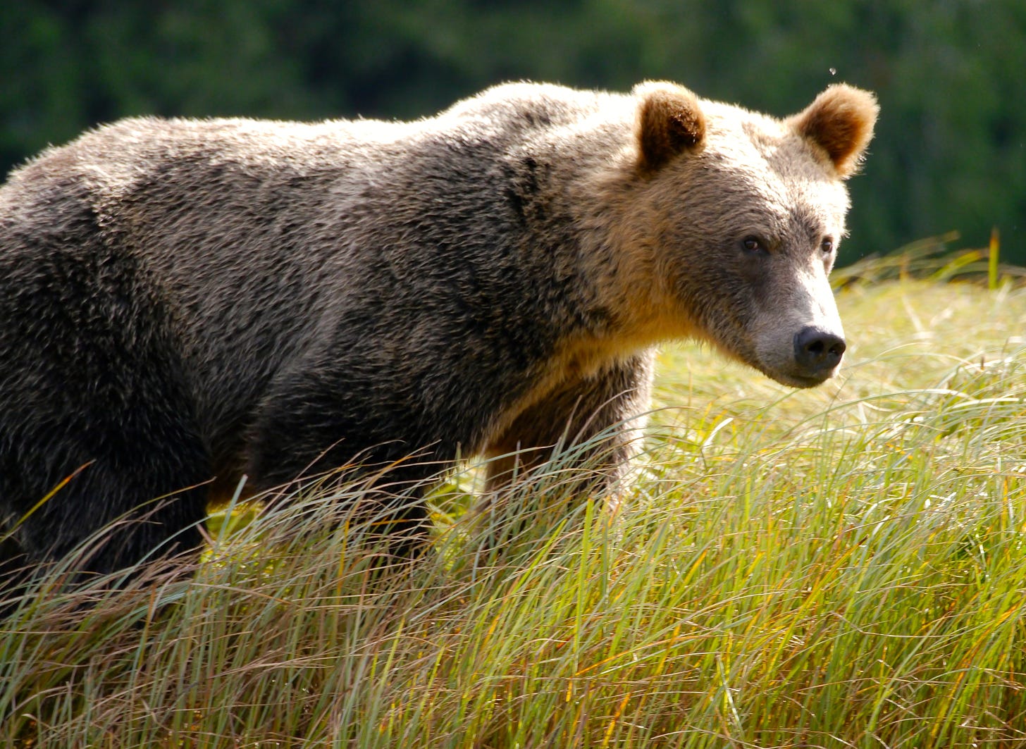 Grizzly bear in field