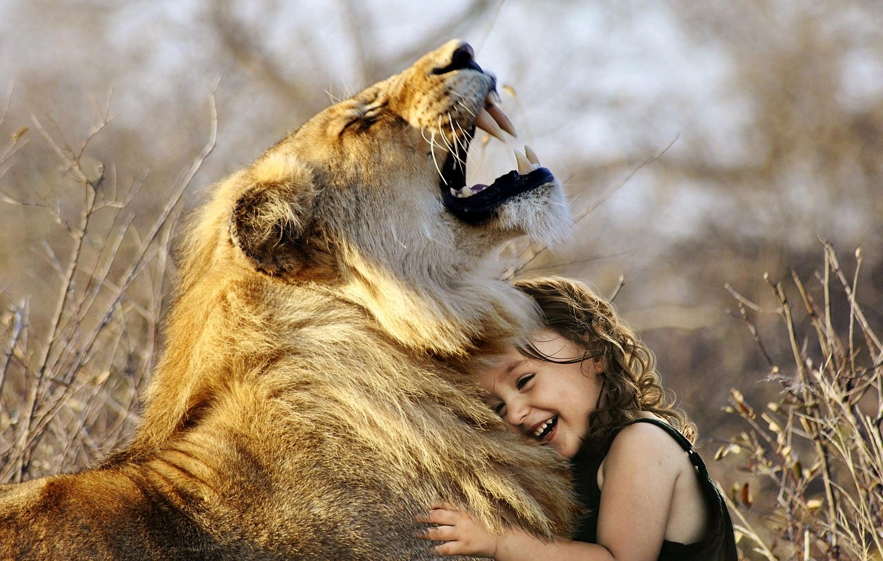 Free Lion Roar photo and picture