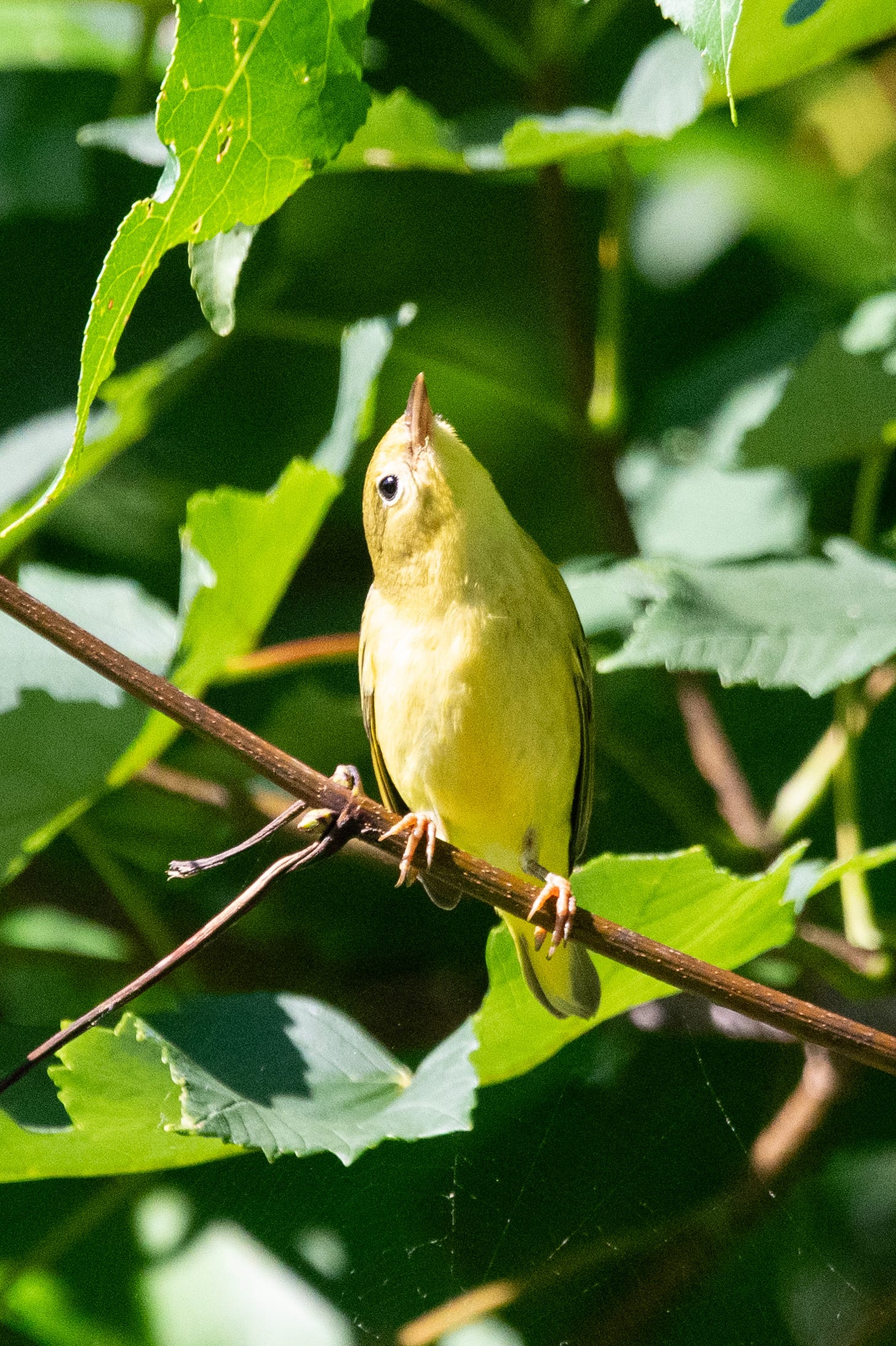 A small yellow bird is perched on a branch, looking up at the sky, its head cocked