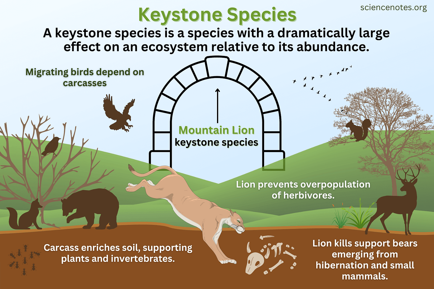 Keystone Species - Definition, Examples, Importance