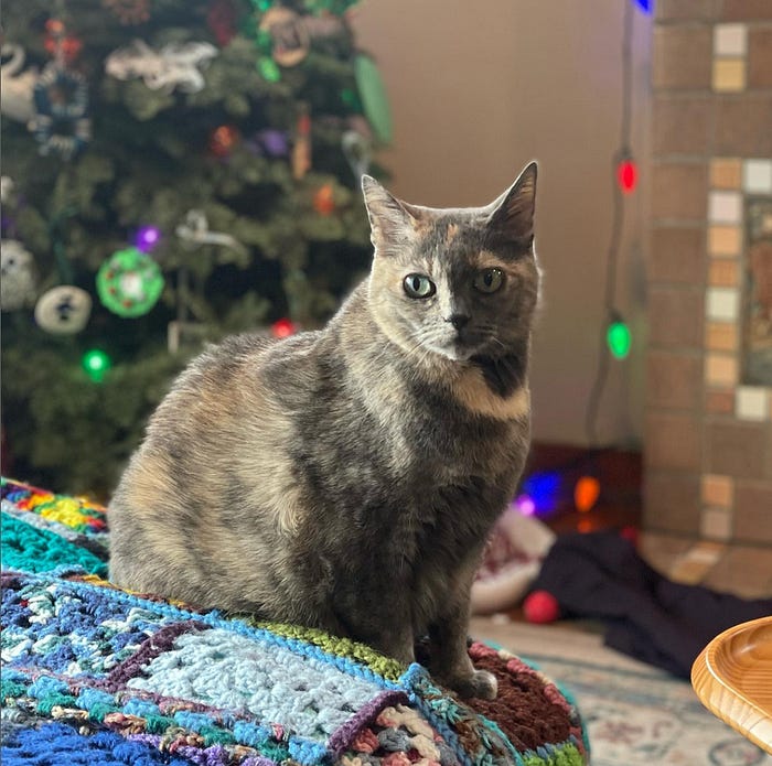 My cat in front of the Christmas tree