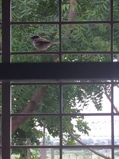 sparrows 1.JPG