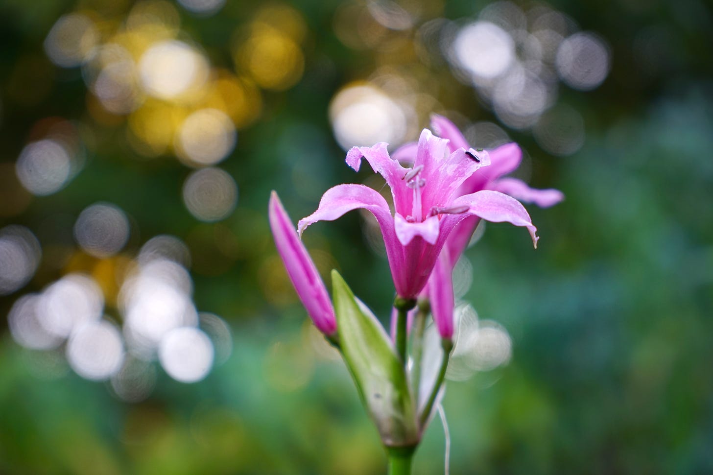 a pink flower against sparkling sunlight