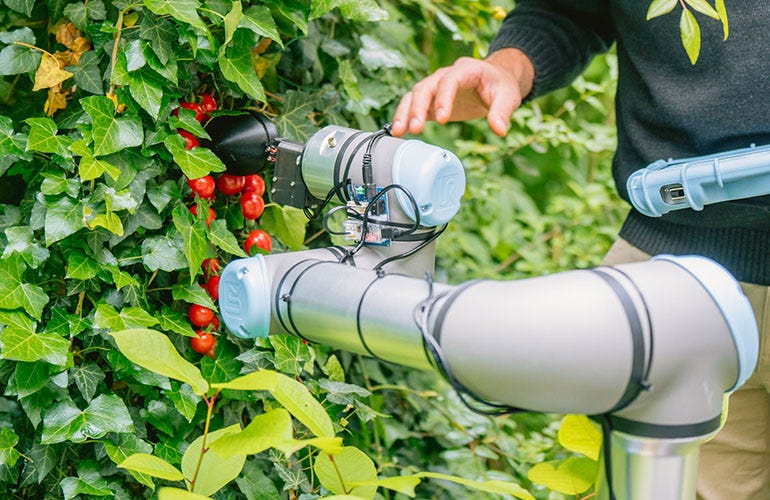 tomato picking robot. 