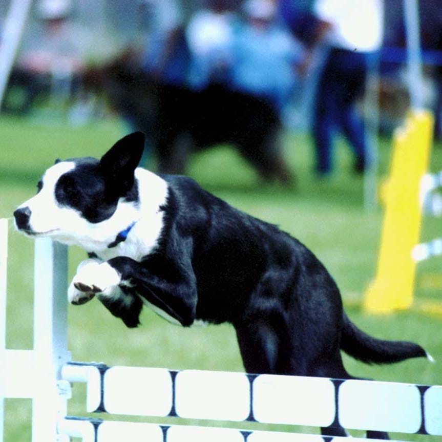 Dog jumping a panel jump