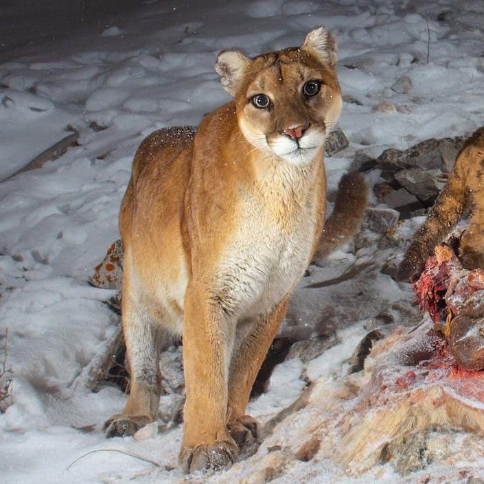 A mountain lion is looking directly into the camera, standing in the snow. She has so much attitude and she kind of look like she's wearing eyeliner. Her eyes are bright.