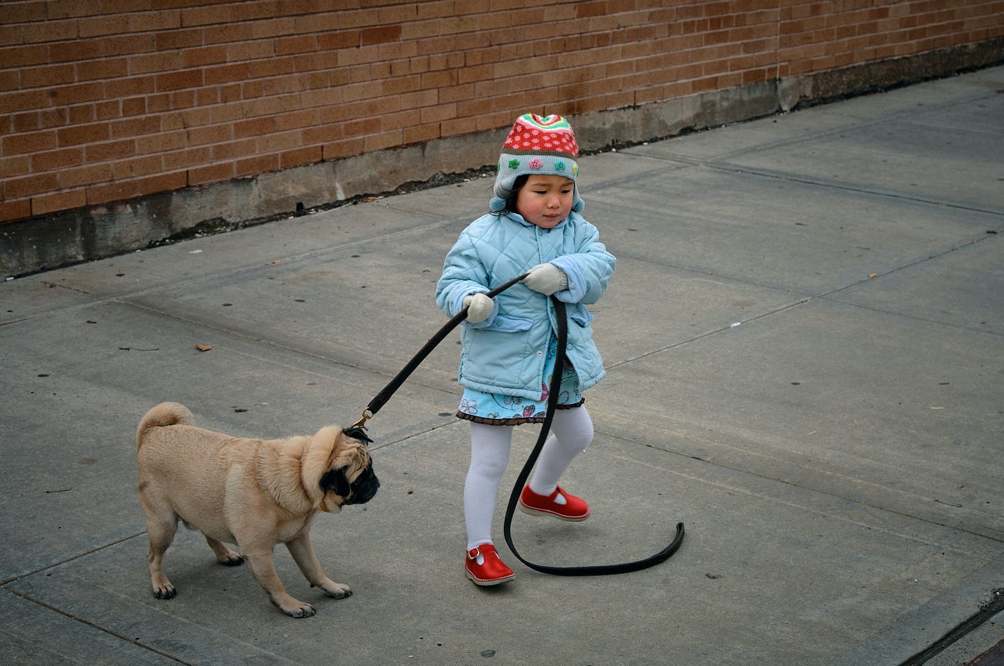 Child pulling resistant dog on leash