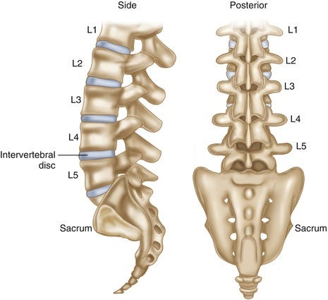 Clinical Anatomy of the Lumbosacral Spine | Neupsy Key