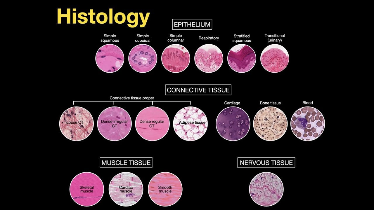 Introduction to Histology - YouTube