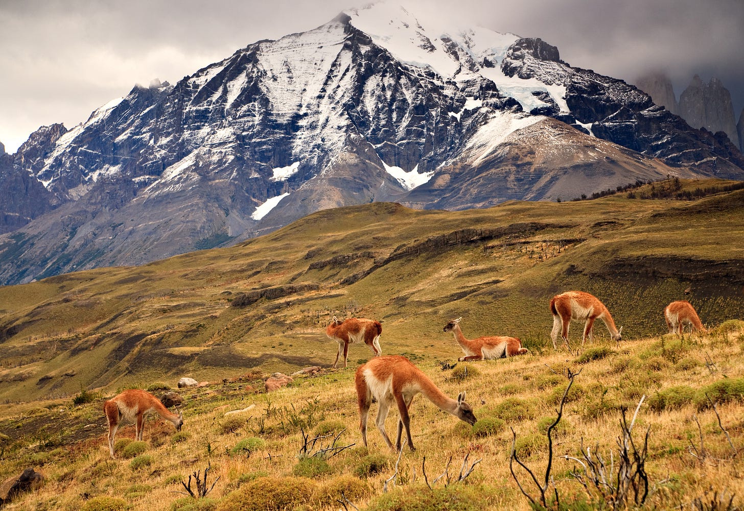 Guanacos grazing in Torres del Paine, Patagonia