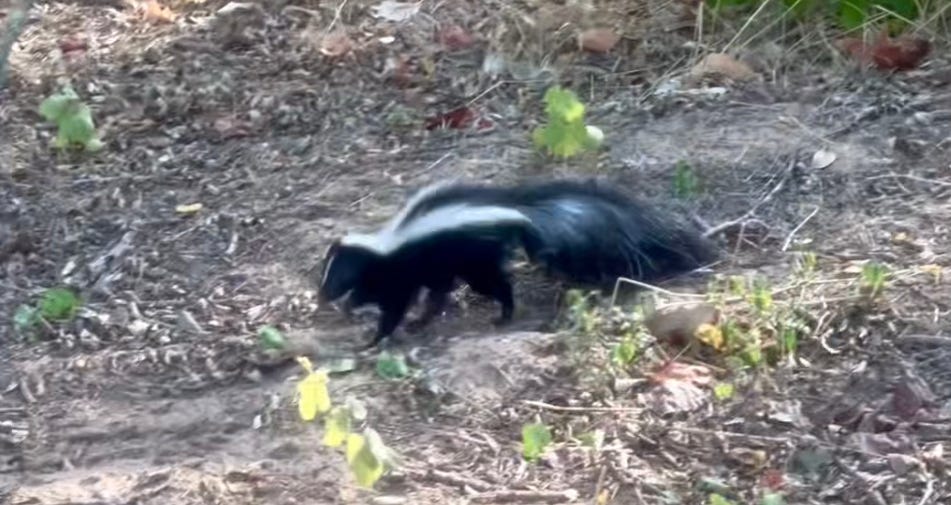 Foraging skunk in daylight