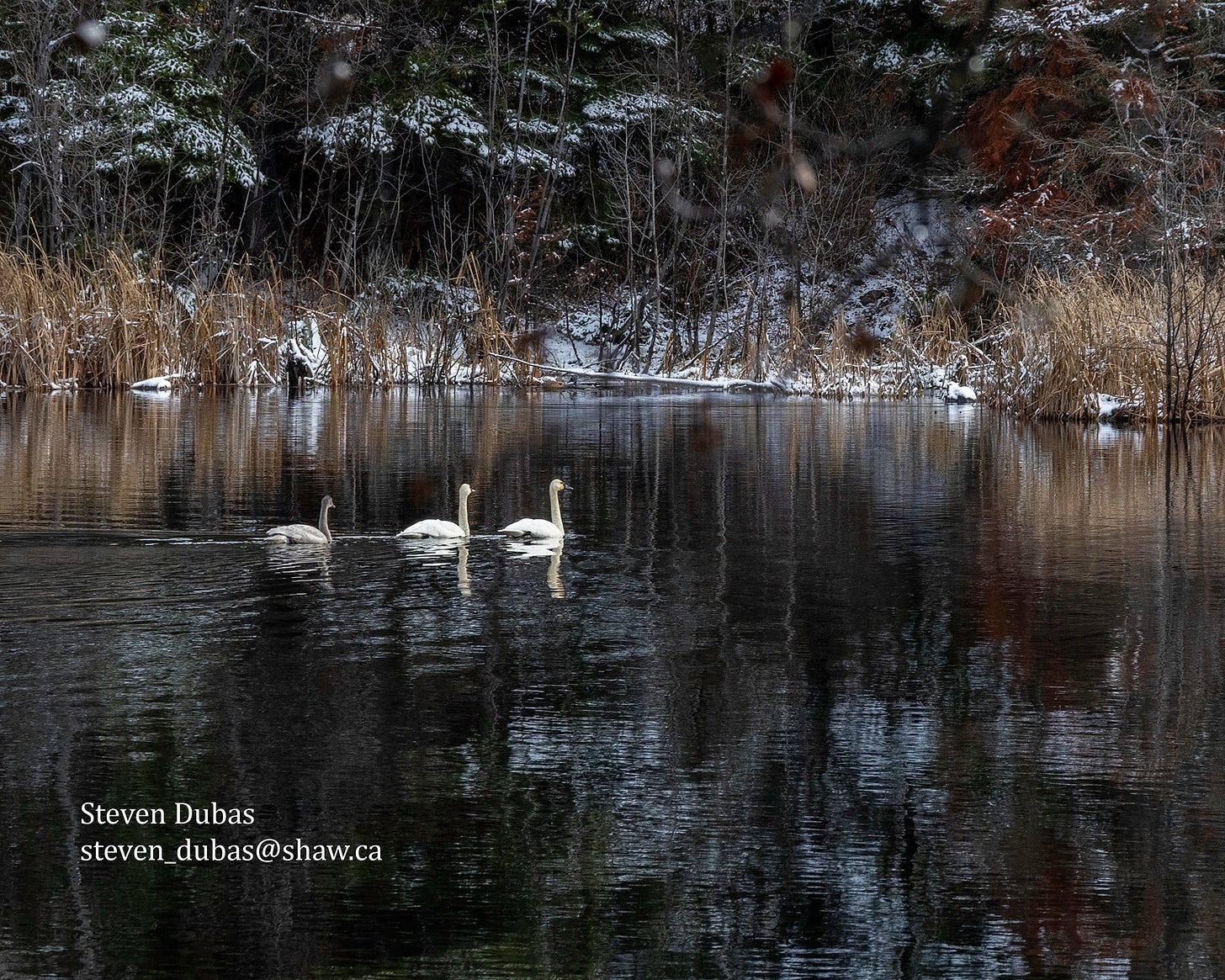 May be an image of goose, swan and nature