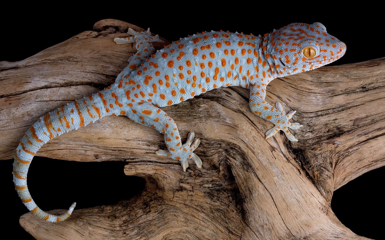 Tokay Gecko wallpapers, Animal, HQ Tokay Gecko pictures | 4K Wallpapers 2019