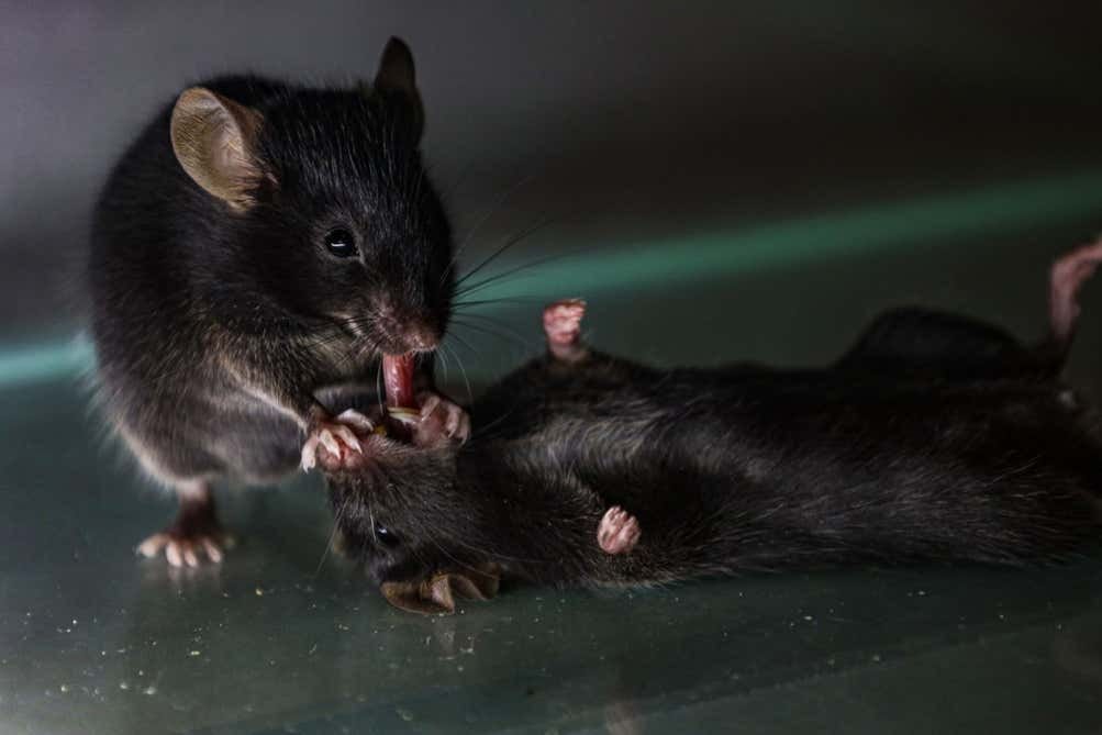 Potrebbe essere un'immagine raffigurante ratto