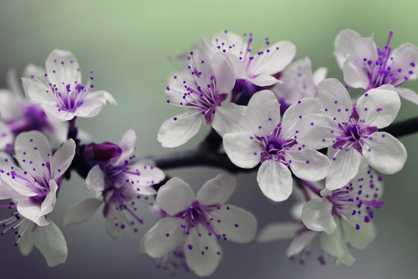 Purple and white flowers on a green background