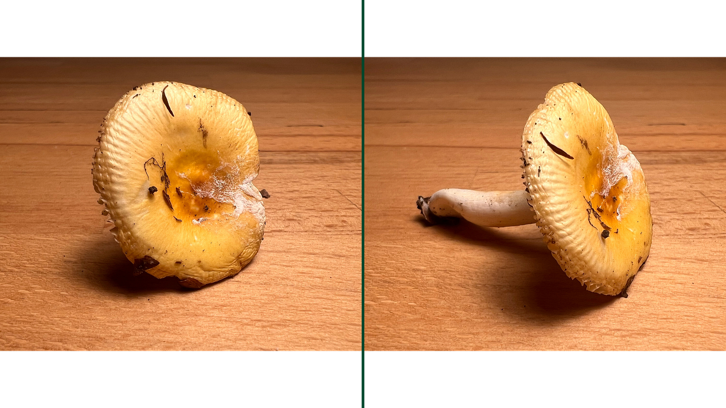 (Russula lutea)