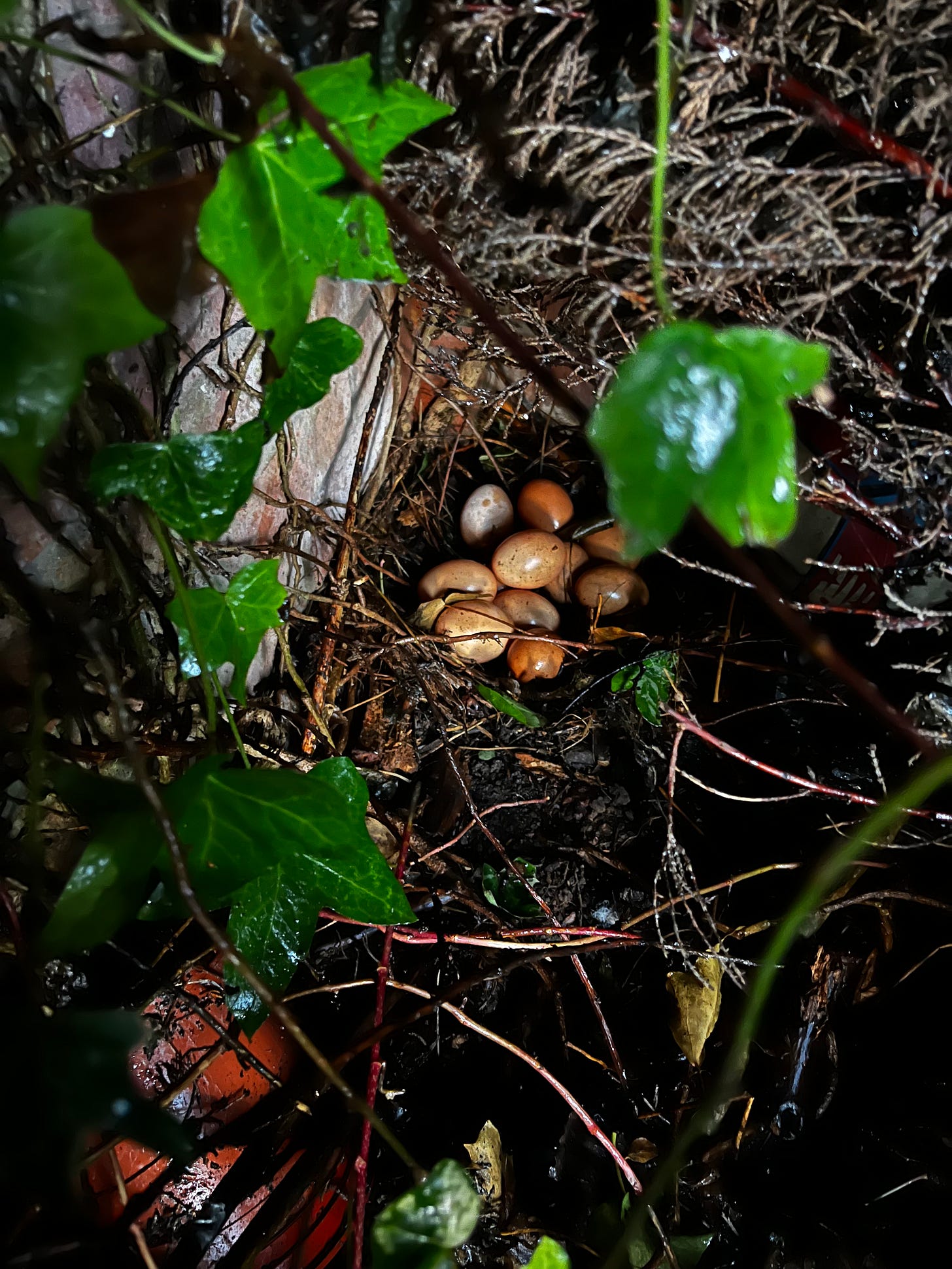 A cluster of eggs sitting beneath a tree
