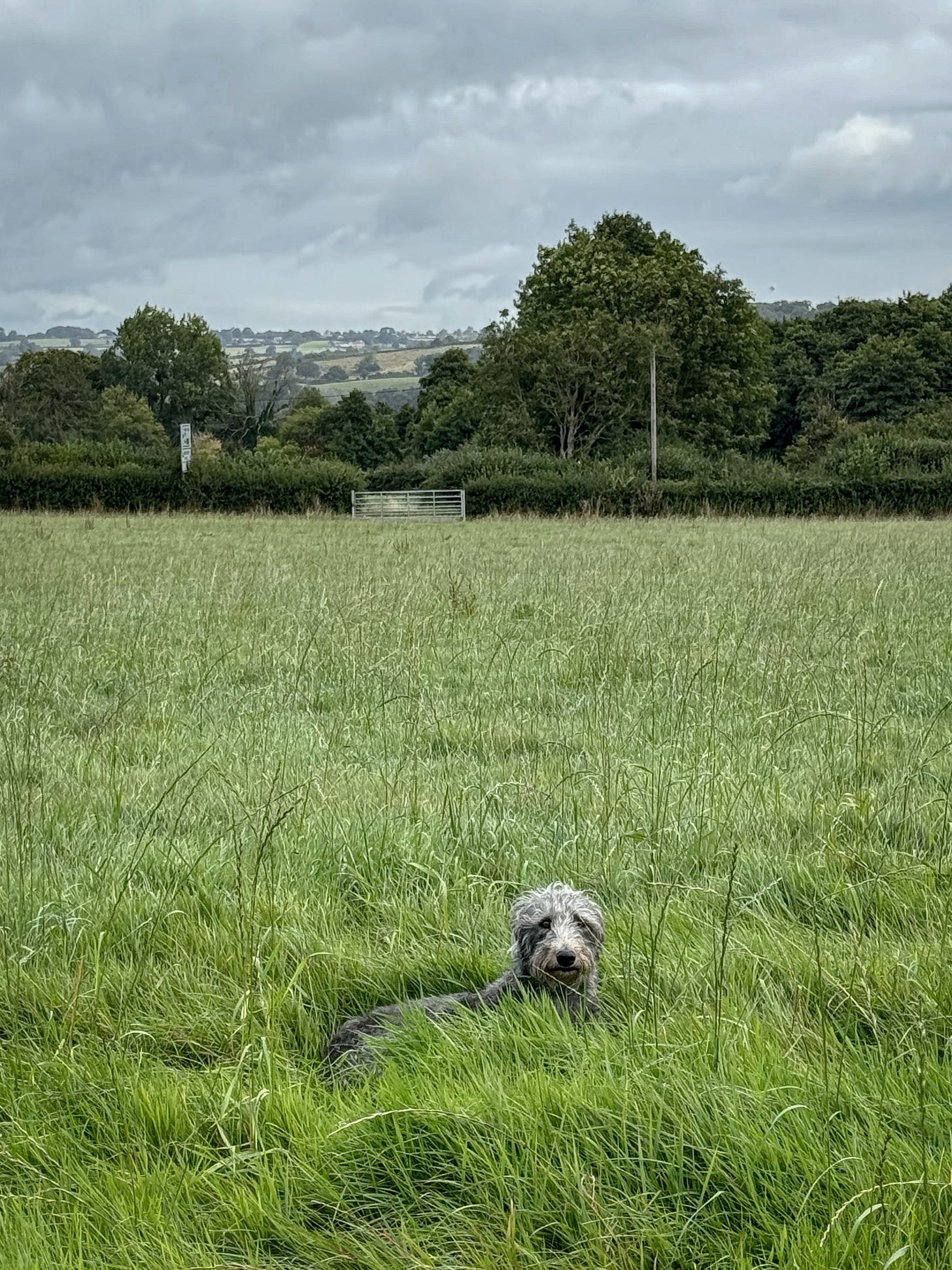 A lurcher lying in long grass in a countryside field