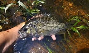 Roanoke Bass | Virginia DWR
