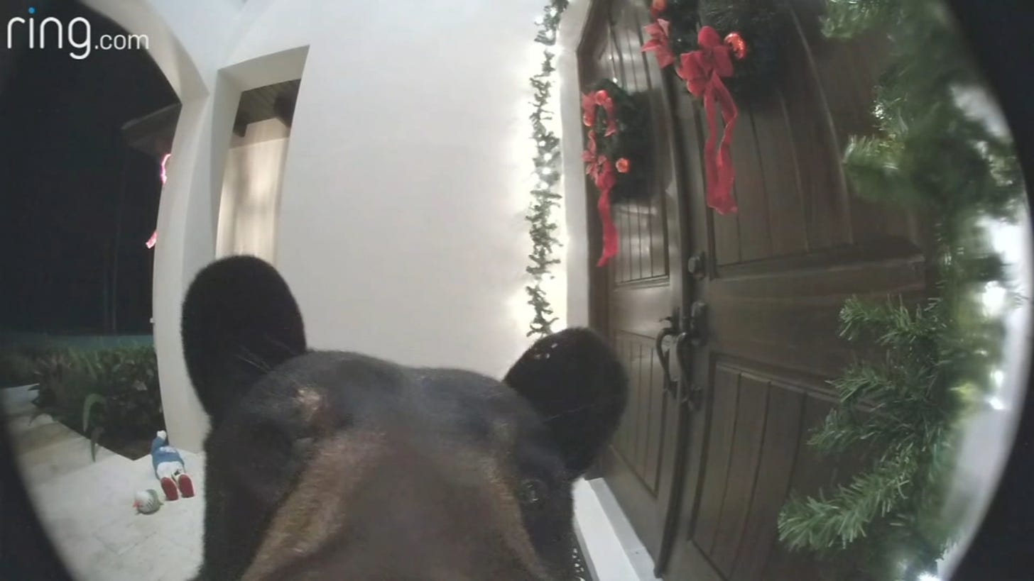Ding dong: Bear rings Florida family's doorbell - ABC7 Chicago