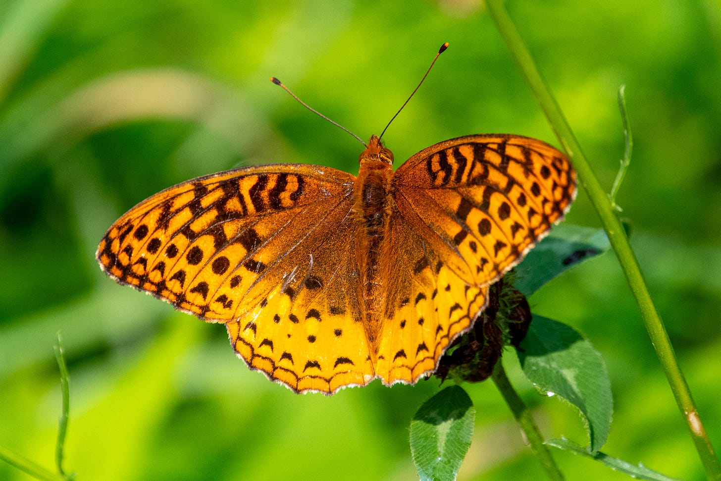 A great spangled fritillary, wings open, russet mottled on cinnamon