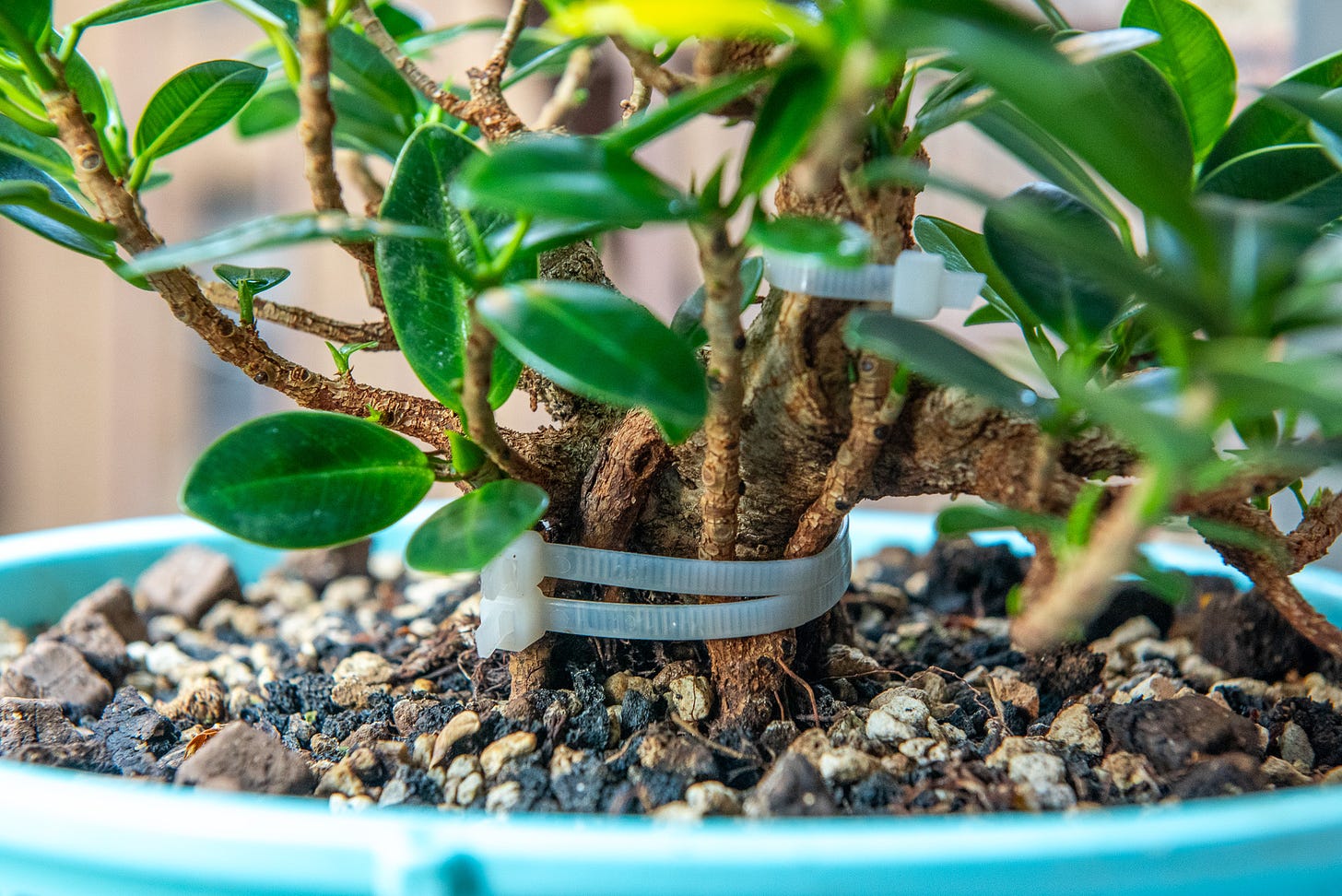 ID: Ficus bonsai with cuttings attached to rear with zip ties