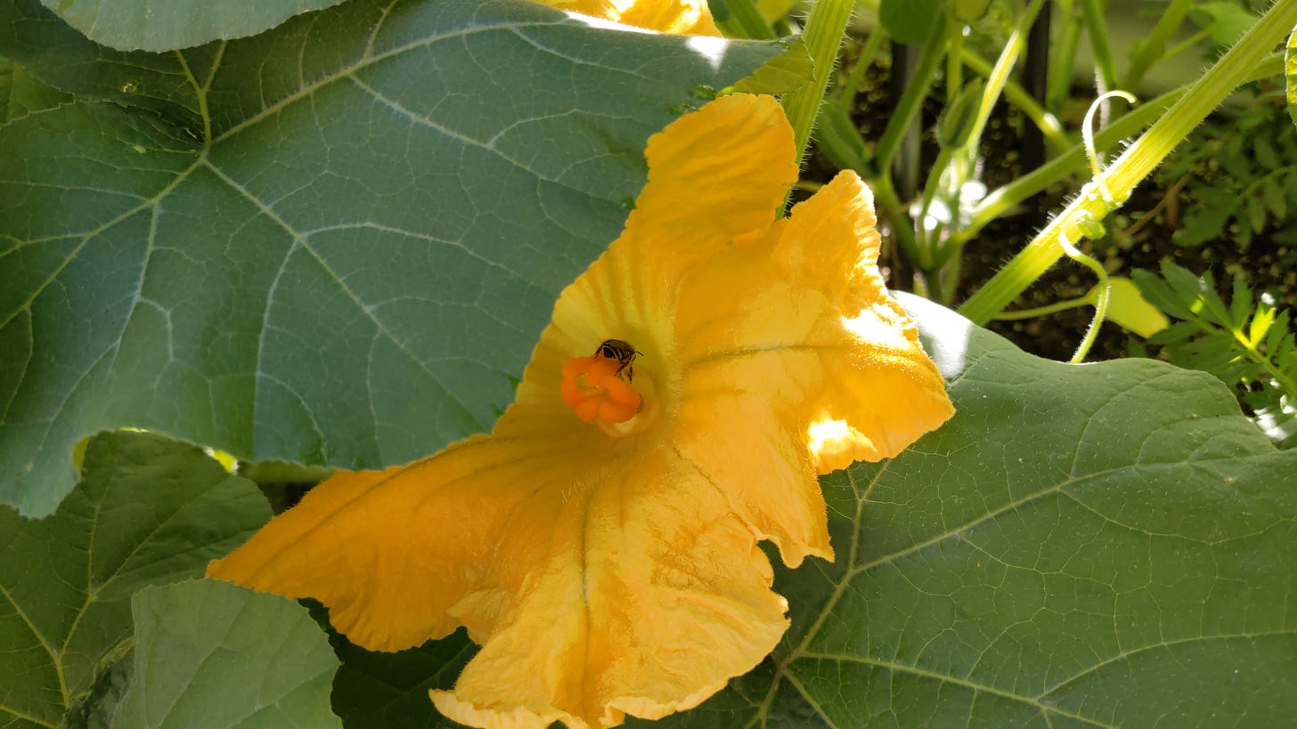 a bee rests inside the yellow blossom of a butternut squash plant