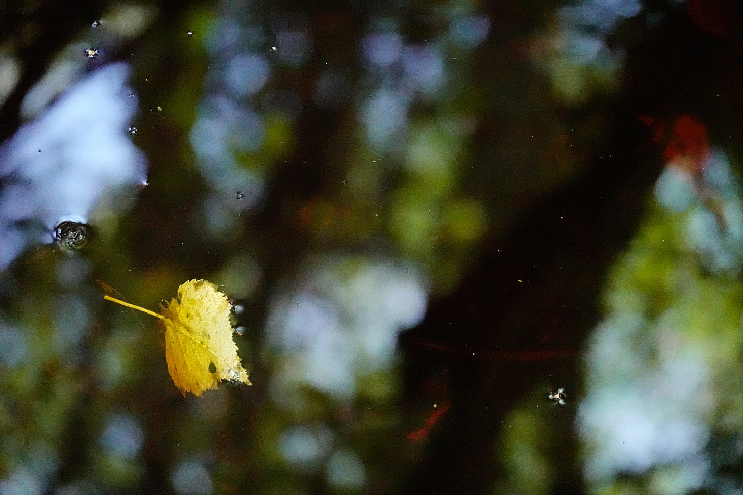 A single yellow birch leaf floats in still water which reflects the trees above