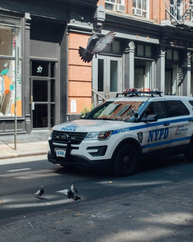 Birds in front of NYPD vehicle, their motives undetermined.