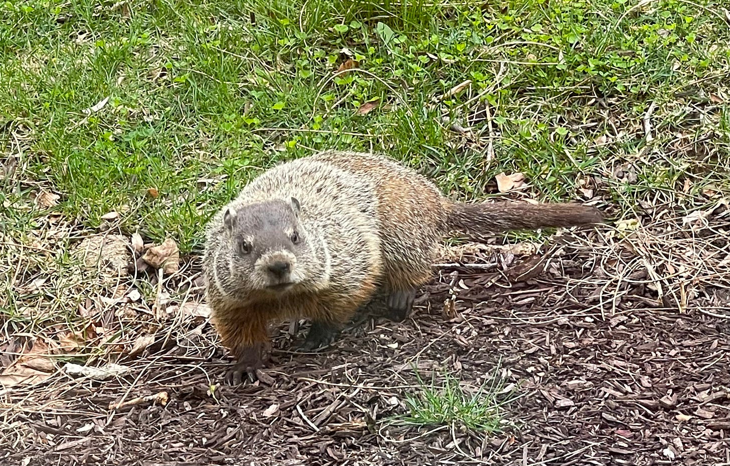 A groundhog standing in a backyard 