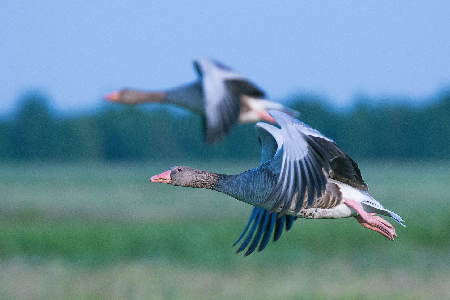 Two geese in flight with a field in the background