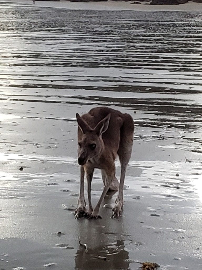 Kangaroo on beach at Cape Hillsborough