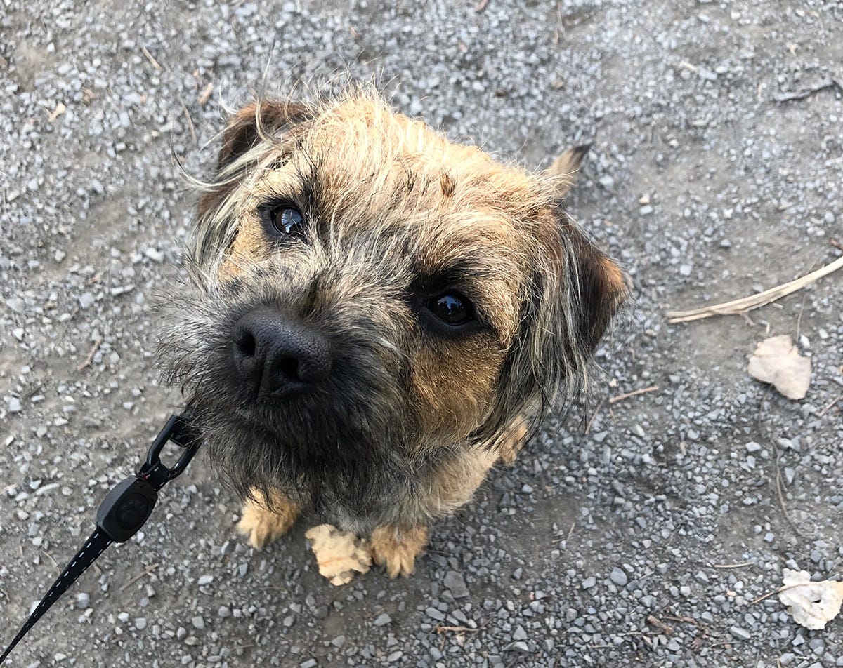 Young Lucy the border terrier sitting outside on leash looking intently up at the viewer.