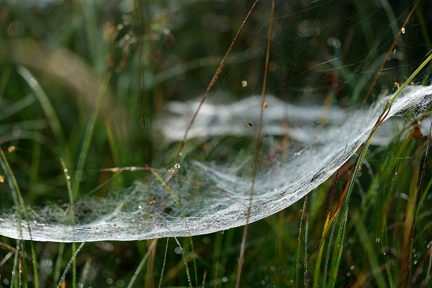 The fluid line of a pale sheet web spider’s web draped over green grass stems and leaves