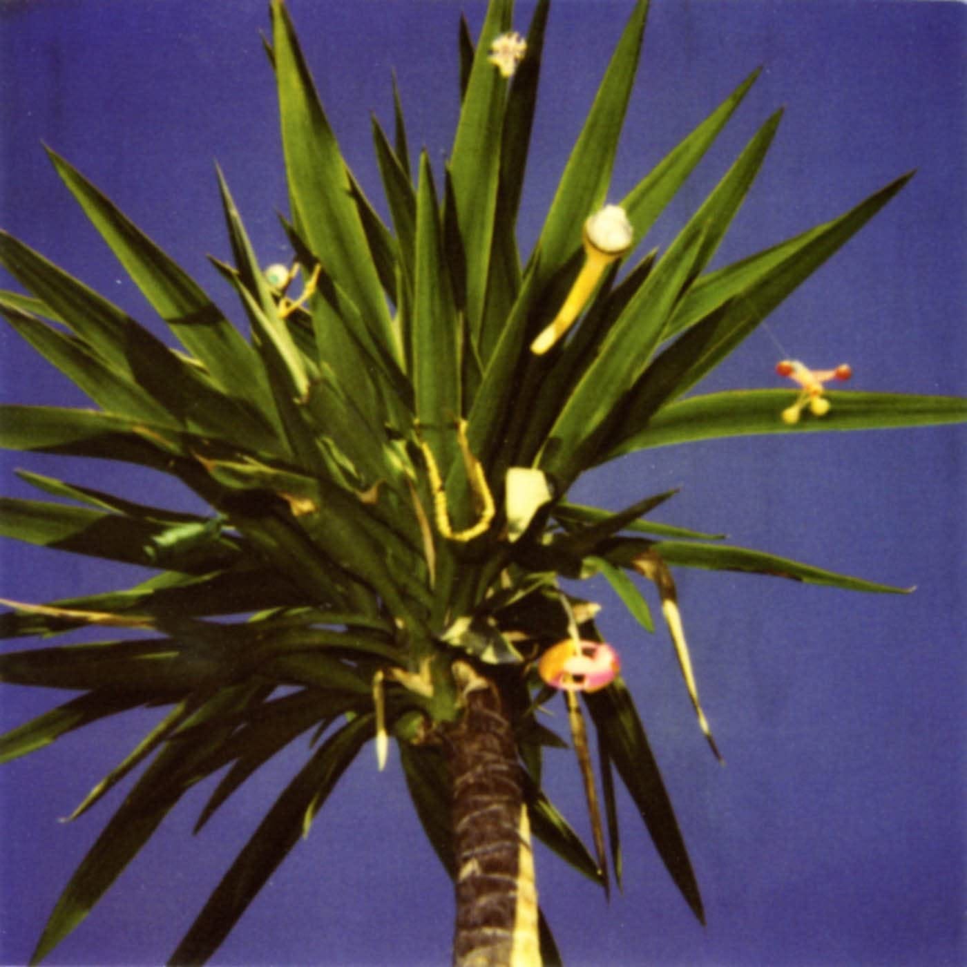 picture of a palm tree against a purple-blue sky