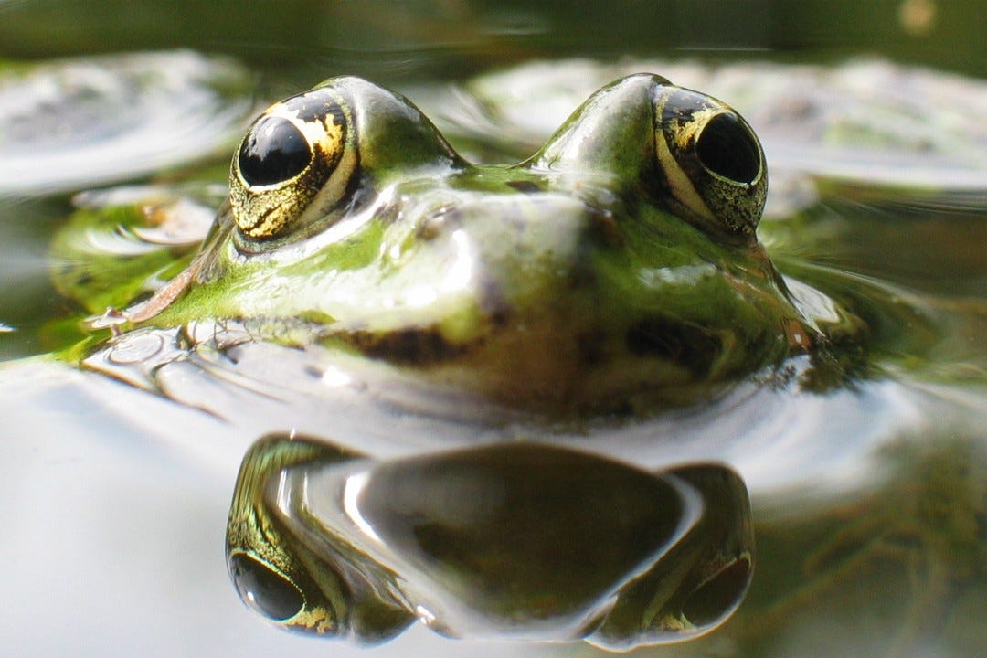 File:Wasserfrosch.jpg - Wikimedia Commons