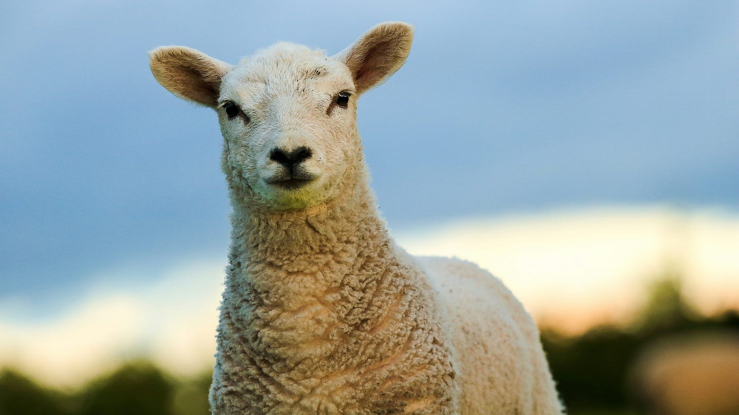 A lamb stares straight at you.