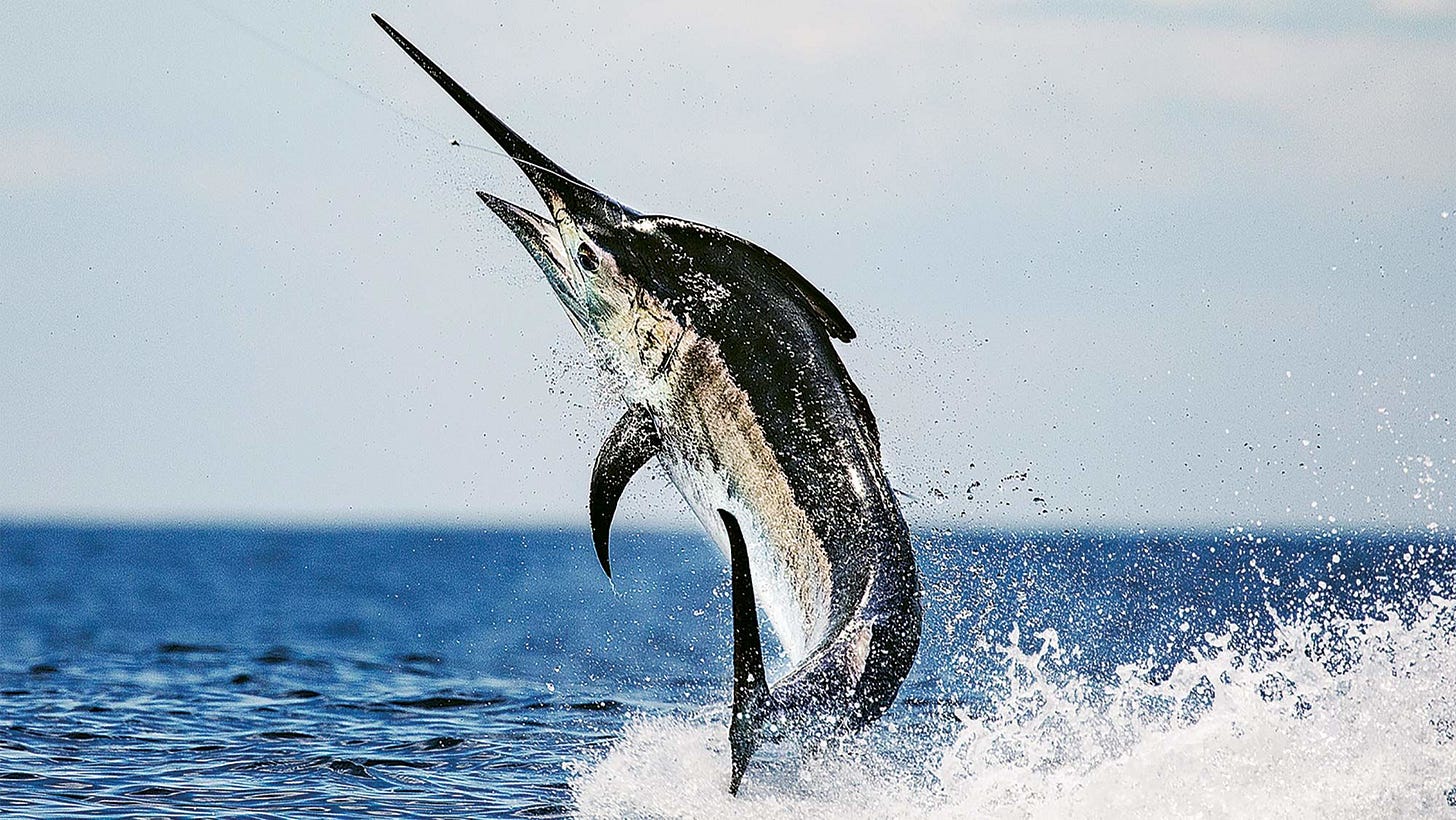 Black Marlin Fishing Tips, Destinations & Facts | Marlin