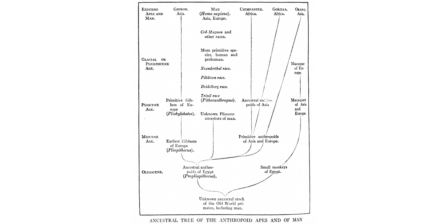 A tree of relationships organized with time on the vertical axis and different branches of primates illustrated. Propliopithecus occupies a position at the common ancestor of all apes and humans A tree of relationships organized with time on the vertical axis and different branches of primates illustrated. Propliopithecus occupies a position at the common ancestor of all apes and humans