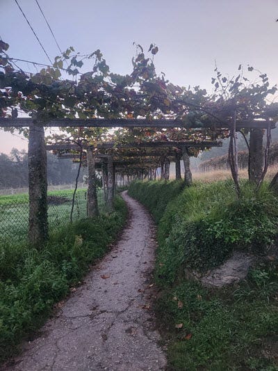 a path winds through a vinyard