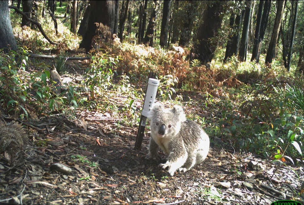 koala de regreso a los bosques de Nueva Gales del Sur en Australia tras los incendios