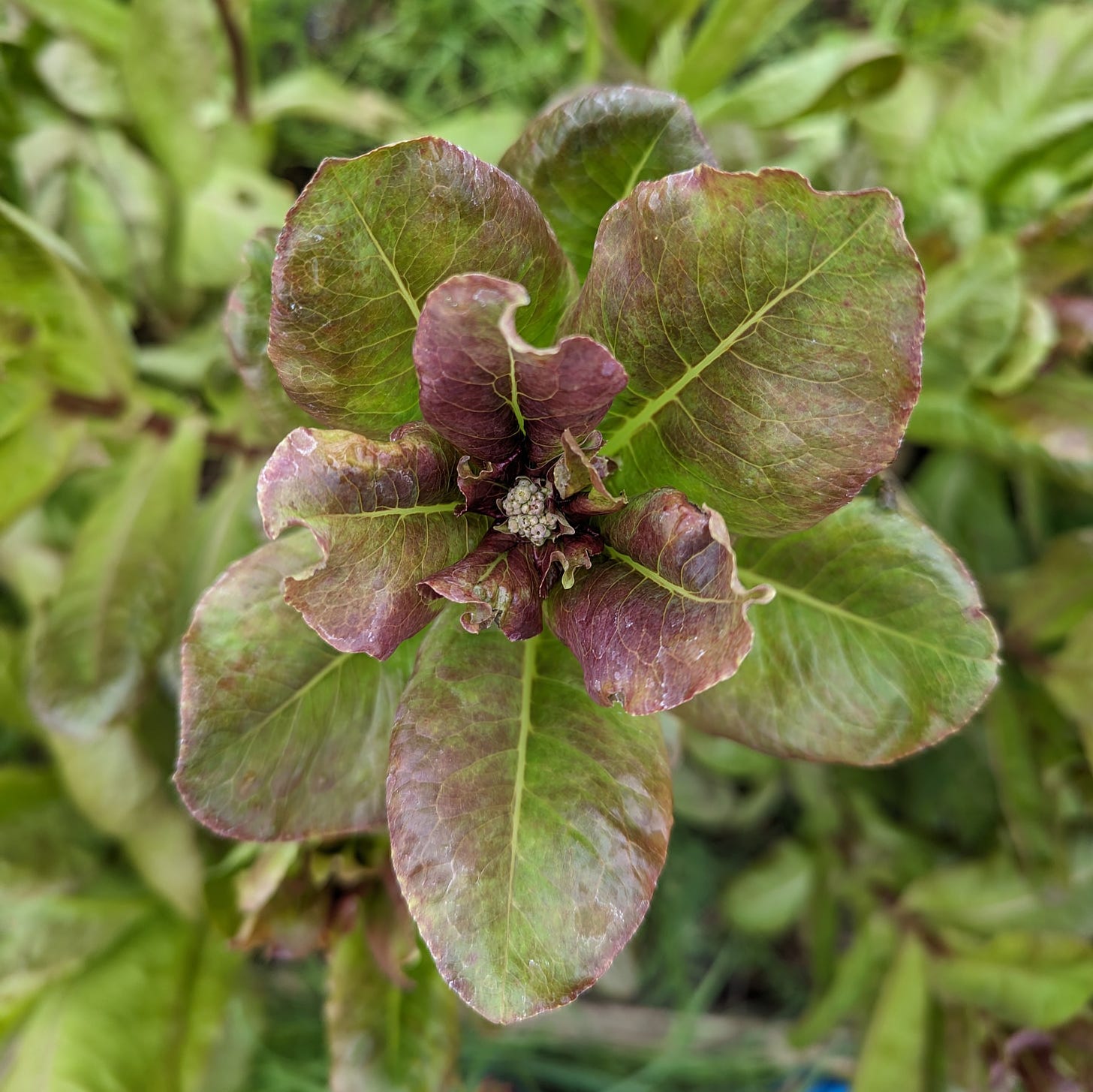 Lettuce going to flower