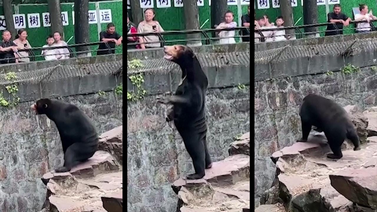 Chinese visitors flock to see 'human' bear at zoo