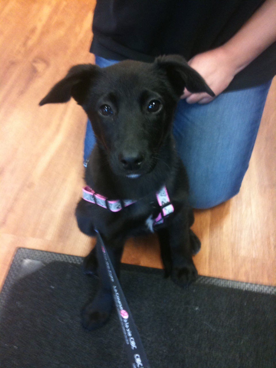 A cute black puppy with a pink collar staring straight into the camera. A woman kneels in the background.