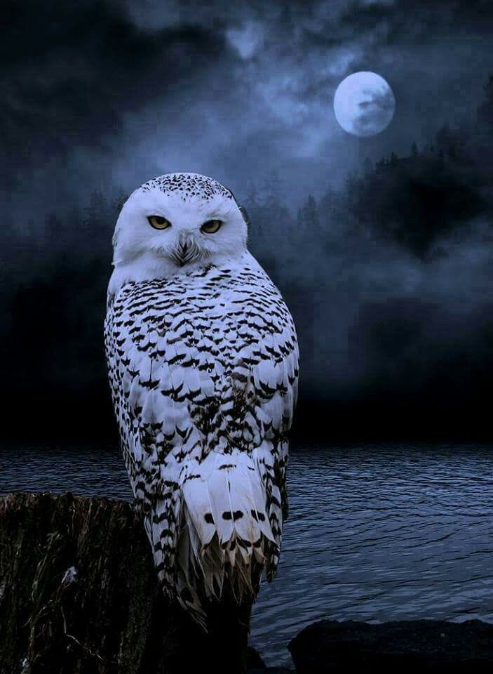 Night owl